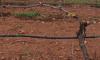 The trunk of a grape vine trained along wires with one cordon extending horizontally to the left. Guyot g1.jpg