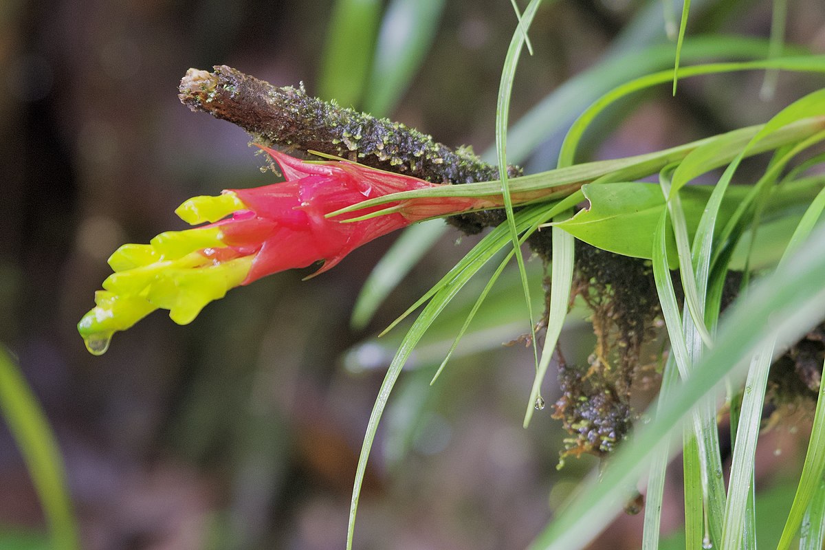 TÌNH YÊU CÂY CỎ ĐV 14  - Page 20 1200px-Guzmania_pearcei_250106925