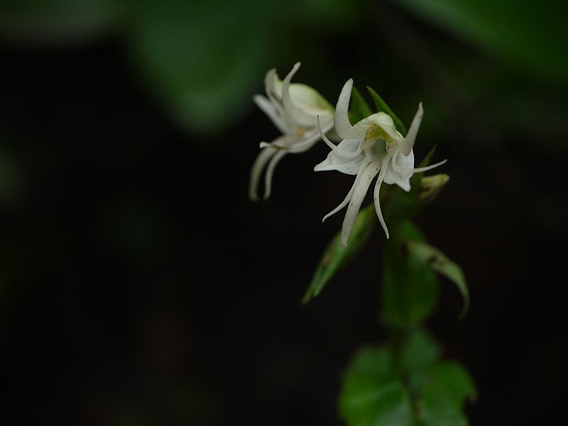 File:Habenaria foliosa A.Rich. (6026060376).jpg