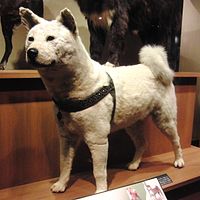 忠犬ハチ公 Wikipedia