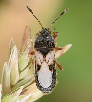<i>Blissus leucopterus</i> Species of insect