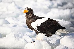 Haliaeetus pelagicus Hokkaido.jpg