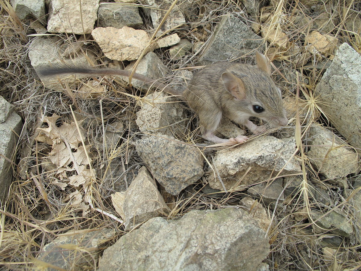 Little desert pocket mouse - Wikipedia