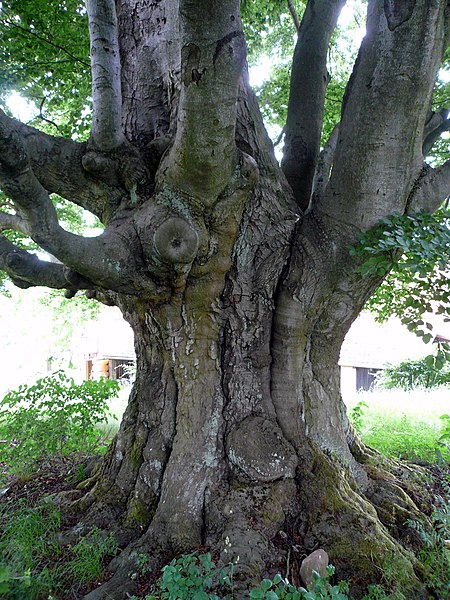 File:Hannesebuche bei Schönderling, 1.jpg