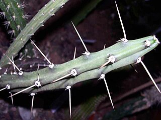 <i>Harrisia regelii</i> Species of cactus