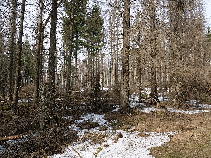 File:Harz near Bodebruch 14.jpg