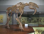 Eine Skelettrekonstruktion des Deinotherium, des im Vergleich zu den heutigen Elefantenarten sehr mächtigen Hauerelefanten bei Langenau, heute ebenfalls im Museum am Löwentor.