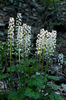 Yurakdan yasalgan ko'pikli gul (Tiarella cordifolia) .jpg