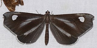 <i>Macrosoma lucivittata</i> Species of butterfly