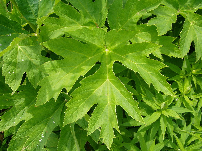 File:Heracleum maximum 2.jpg