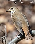 Thumbnail for File:Hermit thrush in Prospect Park (15404).jpg