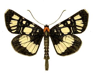 <i>Hespagarista</i> Genus of moths