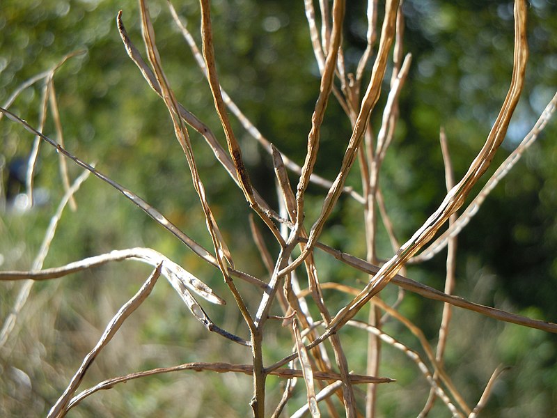 File:Hesperis matronalis (5001931838).jpg