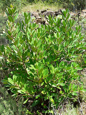 Heteromeles arbutifolia in the natural habitat