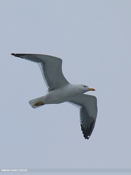 File:Heuglin's Gull (Larus heuglini) (45048603975).jpg