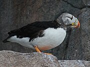 Rechts ein Vogel mit weißem Bauch und schwarzem Rücken, grauem Kopf und Schnabel mit orangeroter Spitze