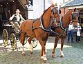 In the town stables