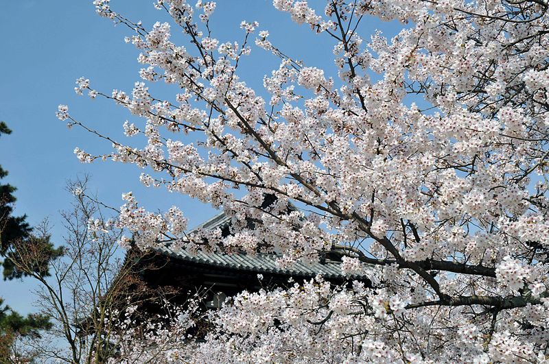 File:Horyuji Temple 05.JPG