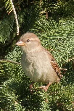 House Sparrow (Passer domesticus), Female