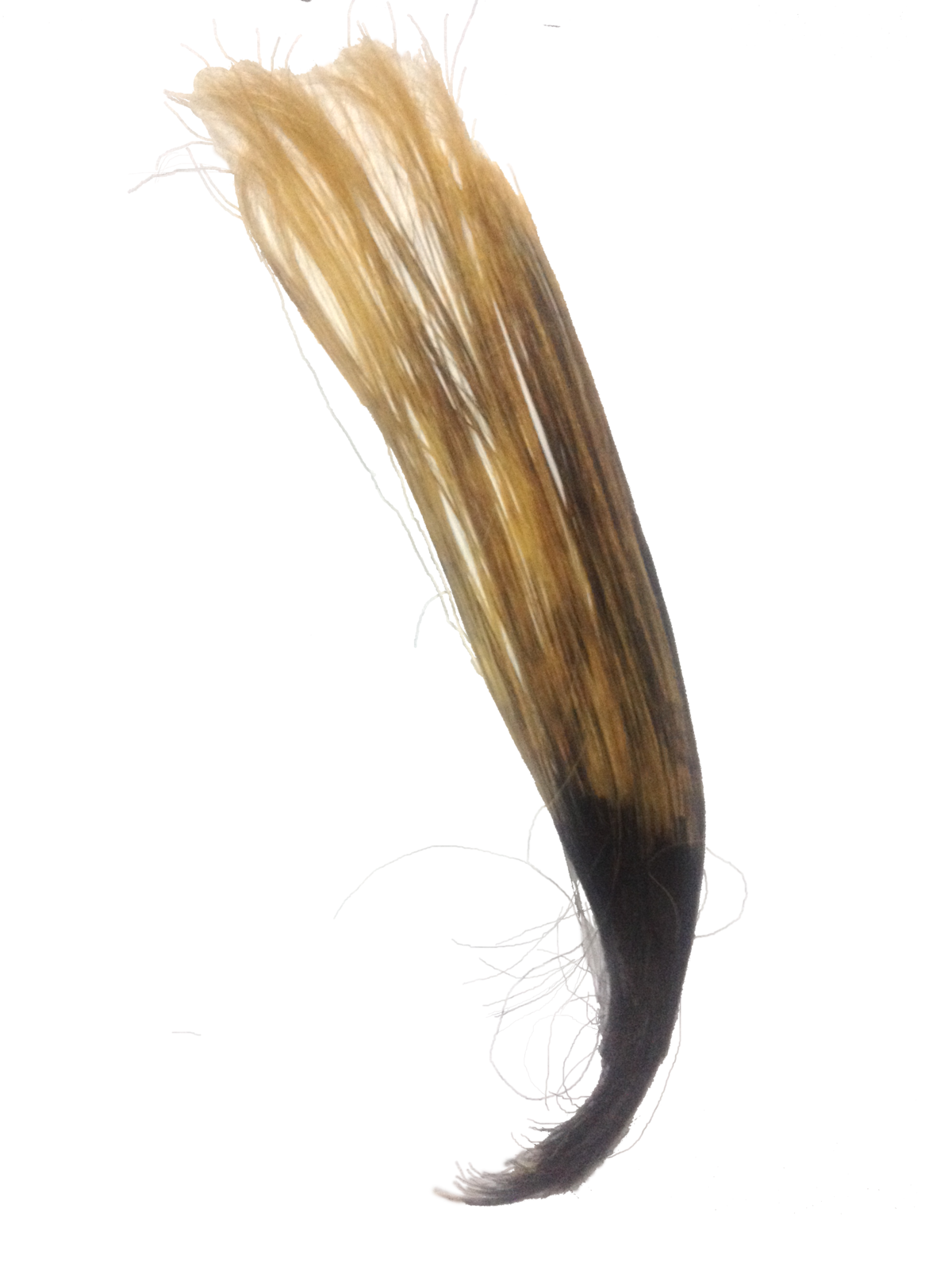 File:Human Hair Partly  - Wikimedia Commons