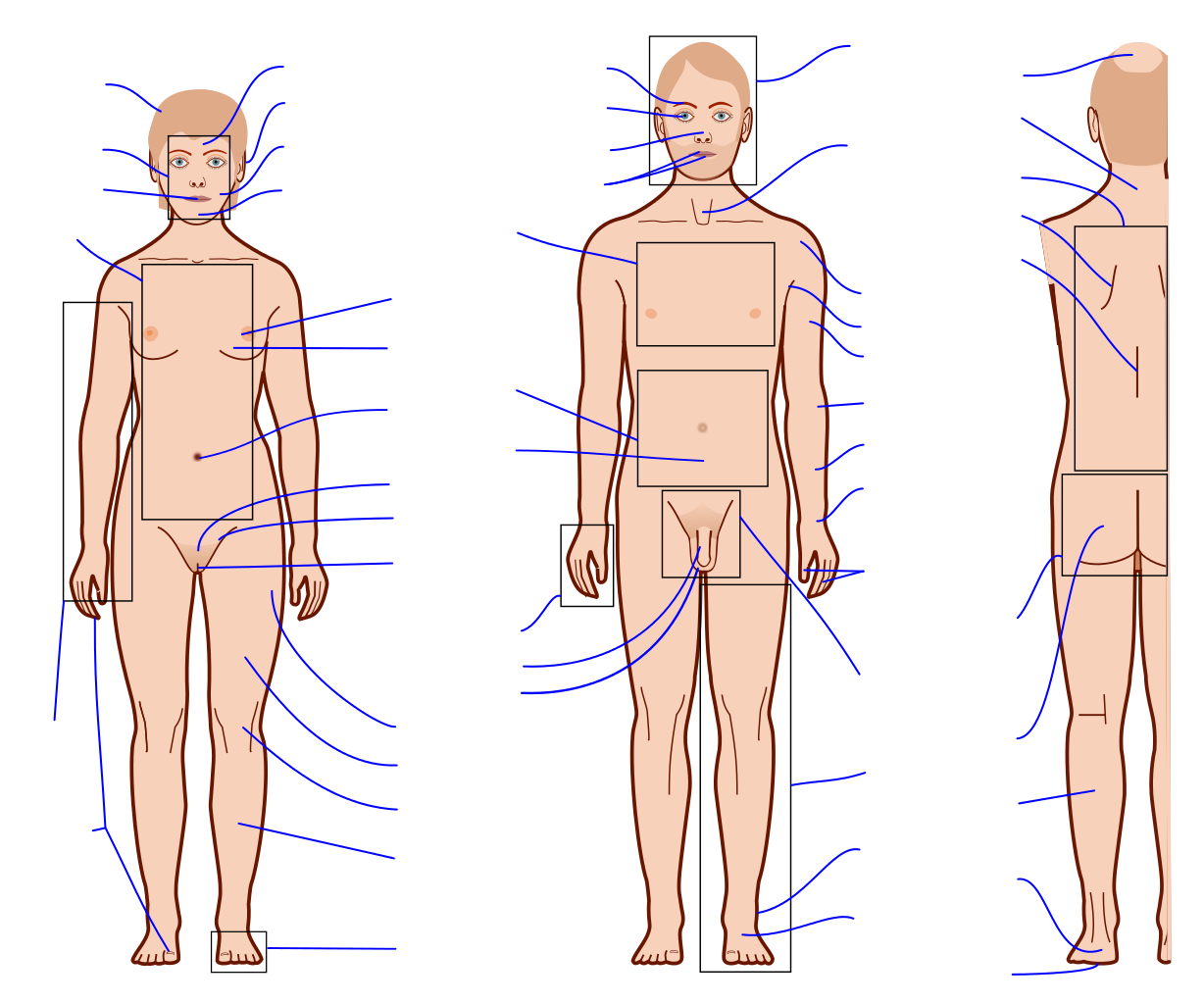 https://upload.wikimedia.org/wikipedia/commons/thumb/5/5d/Human_body_features_with_blank_labels.svg/1228px-Human_body_features_with_blank_labels.svg.png