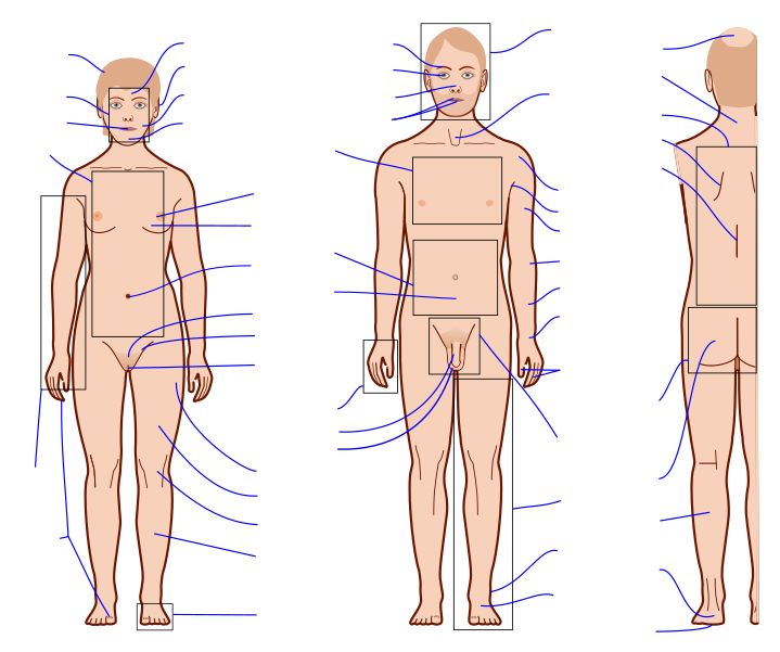 File:Human body features with blank labels.svg