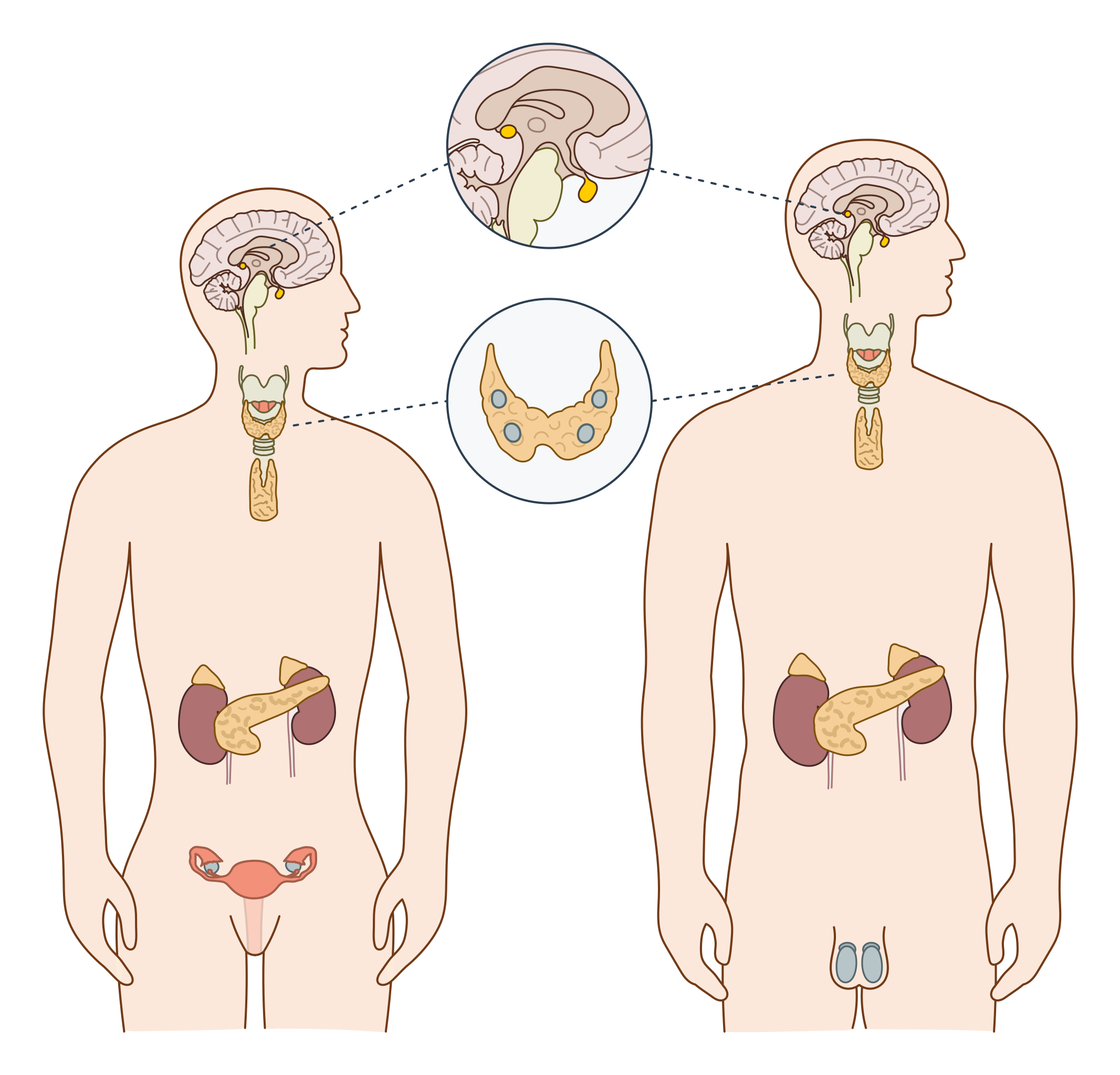 endocrine system labeled