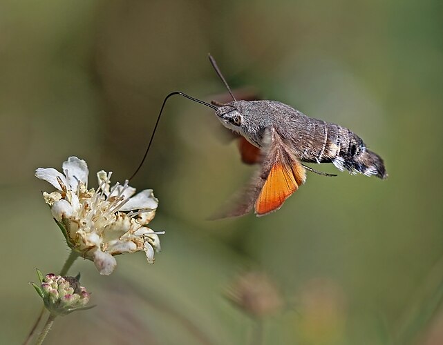 Языкан обыкновенный (Macroglossum stellatarum) собирает нектар с цветов