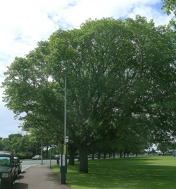 Row of wind-pruned Huntingdon Elms, Southsea Common