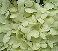 Hydrangea paniculata