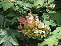 Hydrangea quercifolia 'Sikes Dwarf', Hortensja dębolistna 'Sikes Dwarf', 2016-07-23