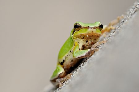 Hyla_chinensis