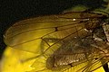 possibly Leucophora cinerea, wing detail