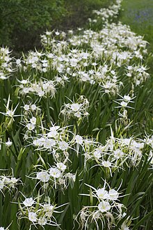 Hymenocallis liriosme.jpg