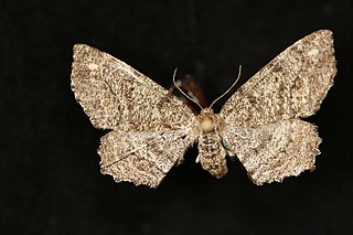 <i>Hypagyrtis piniata</i> Species of moth
