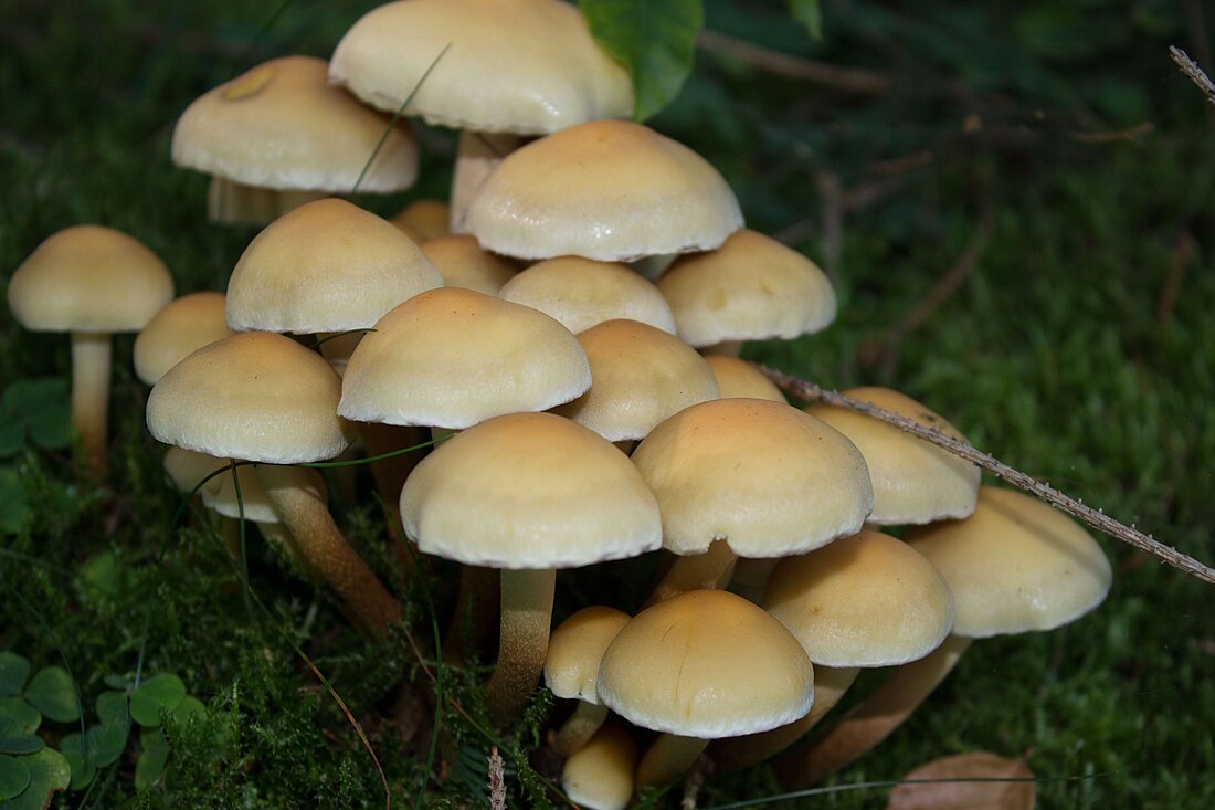 Hypholoma capnoides