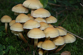 Hypholoma-capnoides.jpg