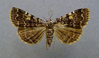 <i>Idia calvaria</i> Species of moth