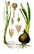 Illustration Allium schoenoprasum and Allium cepa0 clean.jpg