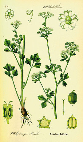 Selder (Apium graveolens)