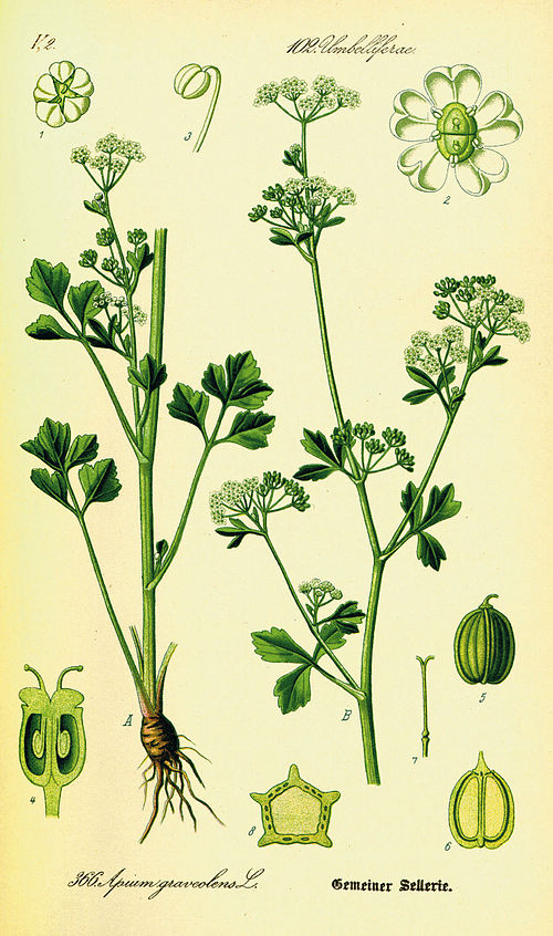 Семейства ботаника. Apium graveolens. Сельдерейные зонтичные. Сельдерей Apium graveolens. Apium graveolens растение.