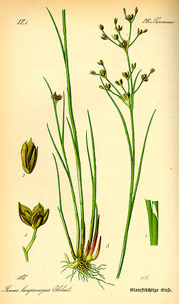 Juncus articulatus