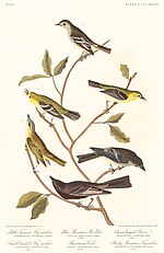 Thumbnail for File:Illustration from Birds of America (1827) by John James Audubon, digitally enhanced by rawpixel-com 440.jpg