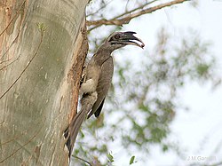 Indian Grey Hornbill I IMG 4048.jpg