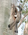 Indischer Grauer Nashornvogel I IMG 4051.jpg