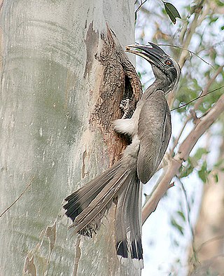 <span class="mw-page-title-main">Indian grey hornbill</span> Species of bird