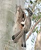 Indian Grey Hornbill I IMG 4051.jpg