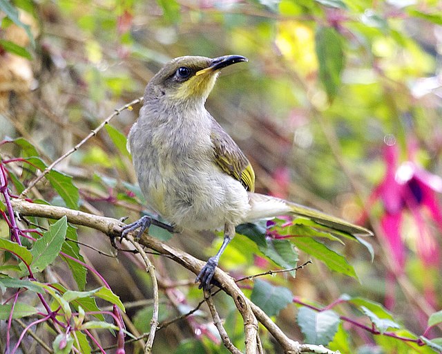 File:Indonesian_Honeyeater_(Lichmera_limbata)_-_Flickr_-_Lip_Kee_(4).jpg