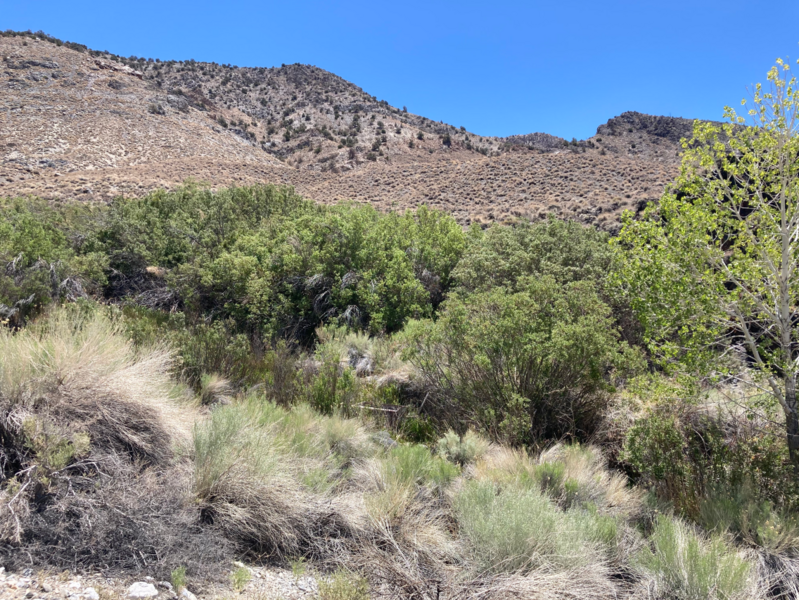 File:Inyo mountains salamander habitat.png