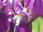 Iris germanica8.jpg